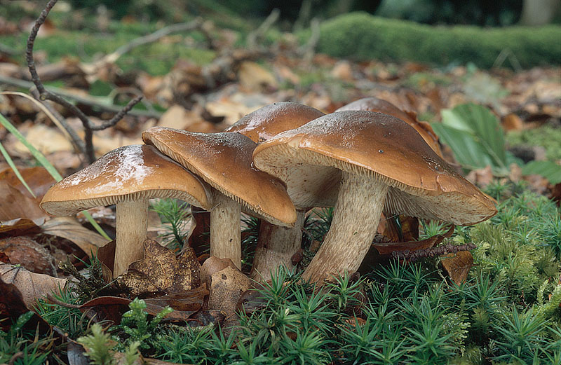 Tricholoma ustale